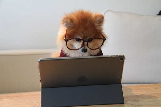 dog on a tablet