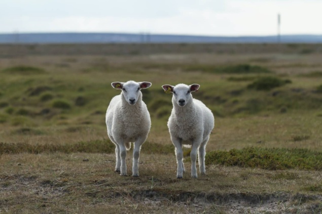 two sheep