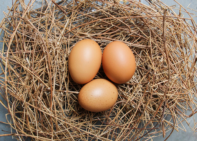 nest egg