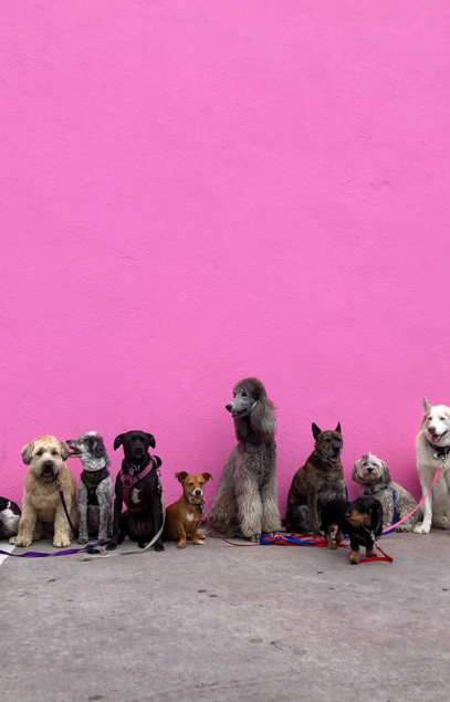 dog walking