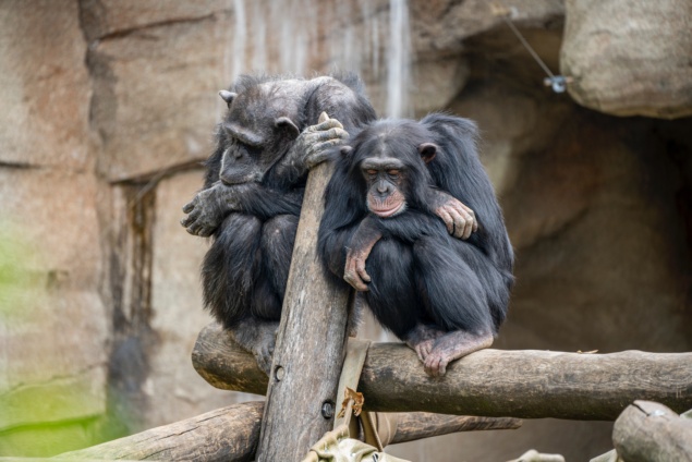 bored monkeys